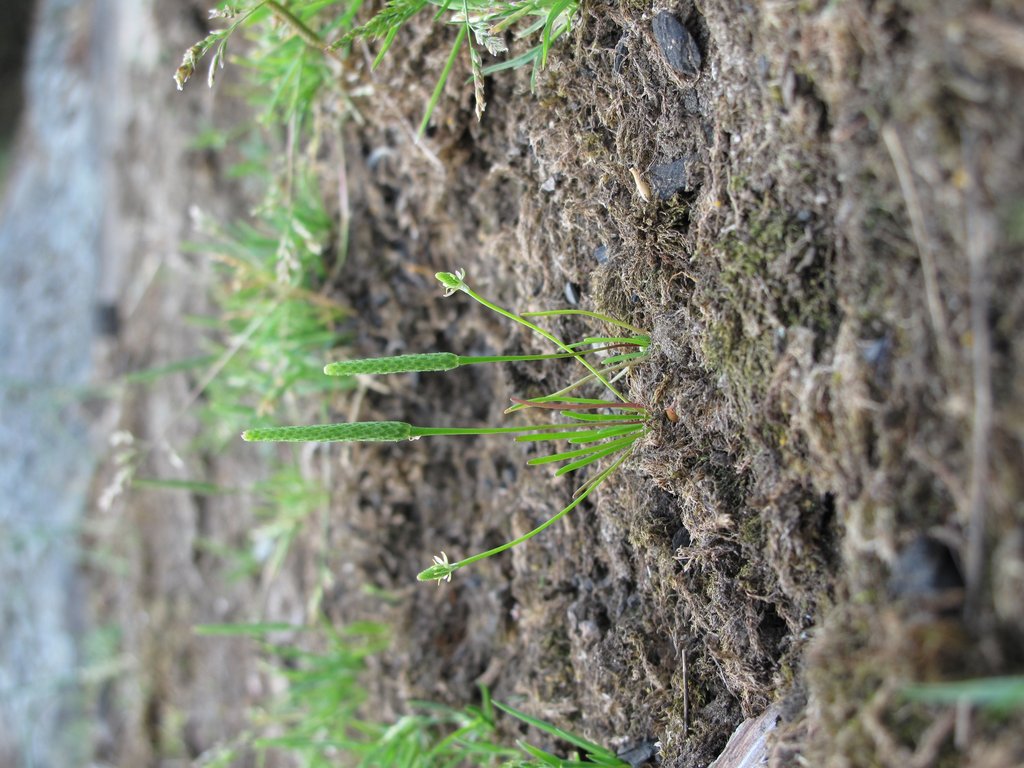 Myosurus minimus